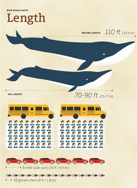 how long is a whale in feet